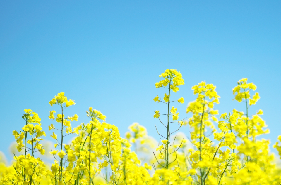 菜の花