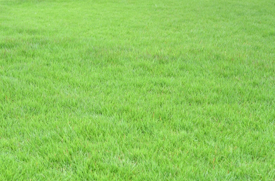 芝生