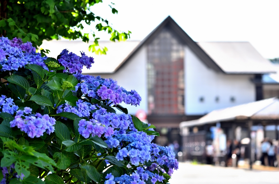 鎌倉駅と紫陽花
