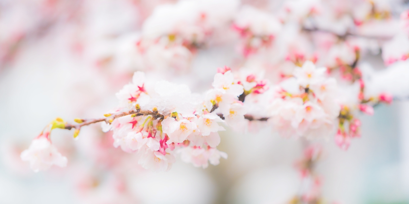 桜の花