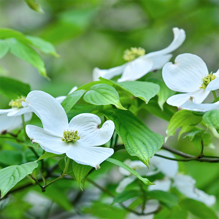 花が咲いている木